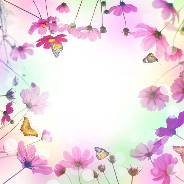 Close up pink cosmos flower and butterfly in the meadow on white background with copy space. Floral border and frame for springtime or summer season. Vintage filter effect and soft style.