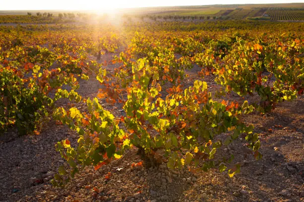 Vines plantation under october sunset light at wine growing region of Tierra de Barros,  Extremadura, Spain