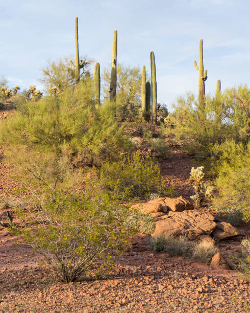 istock Desert scene with saguaros 935839396