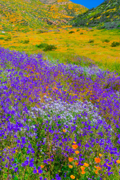 istock Poppies and Penstemon bloom and fill hillside (P) 935841664