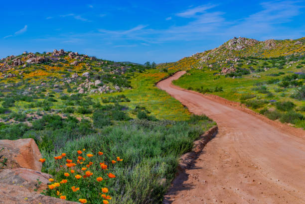 istock Poppies bloom around boulders and dirt road (P) 935841670