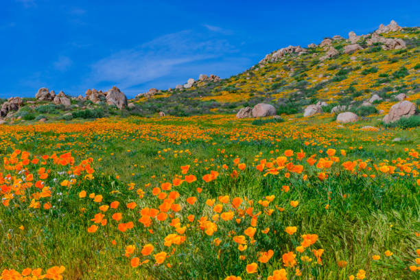 istock Poppies bloom  amongst boulders and fill hillside (P) 935841688