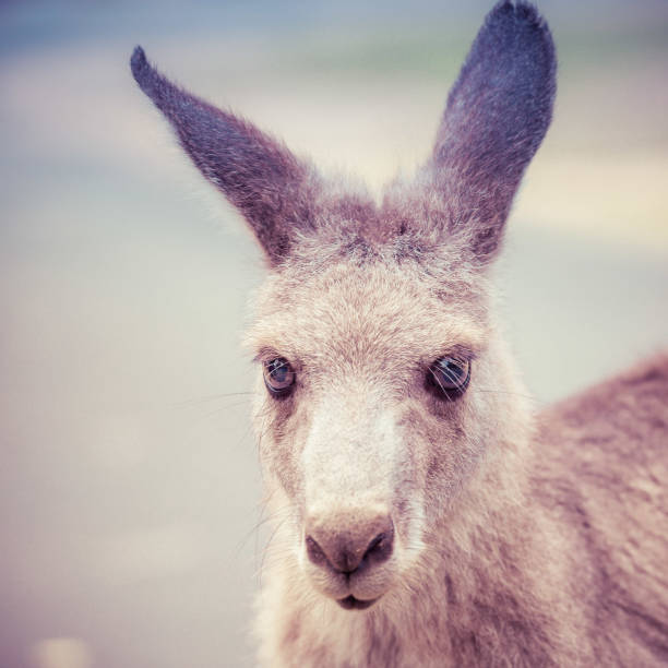 istock Closeup portrait of eastern grey kangaroo 935841978
