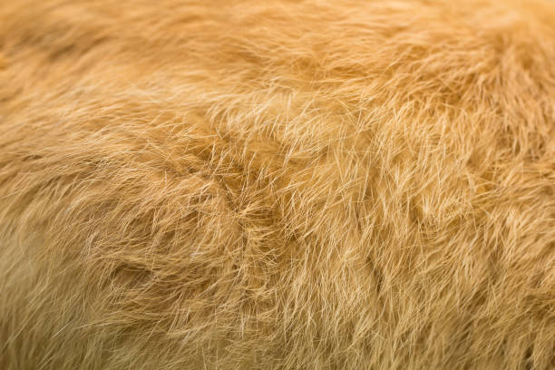 istock Rabbit skin, orange fur Texture pattern background. Animal nature wallpaper. 935847336