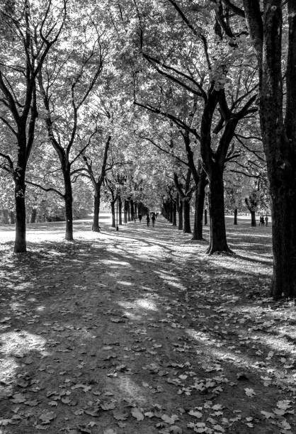 istock Autumn in Park, B&W 935852262