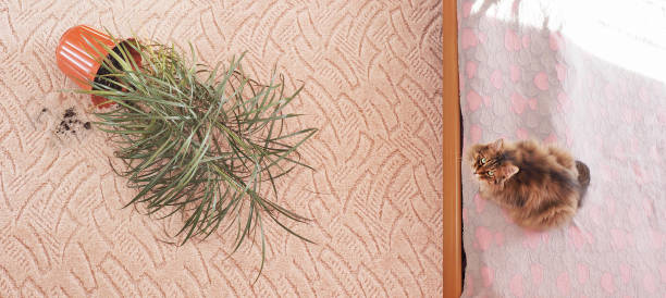 istock Fallen flower on carpet and fluffy cat, cleaning concept 935859152