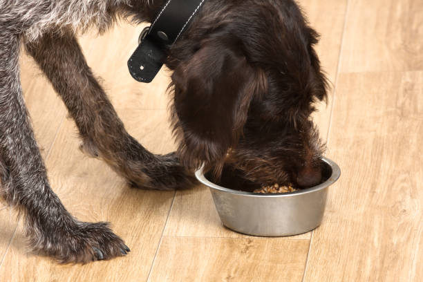 istock dog eating meal from a bowl 935859320