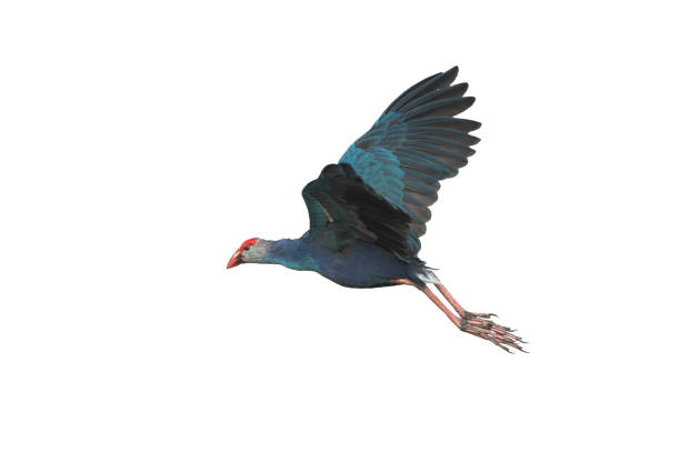istock Purple Swamphen flying 935859394