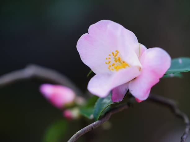 istock Camellia in full bloom waiting for spring 935865830