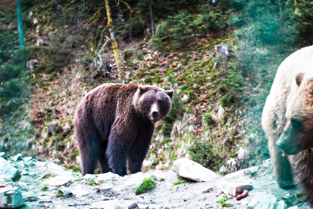 istock Brown bear in the reserve. 935867624
