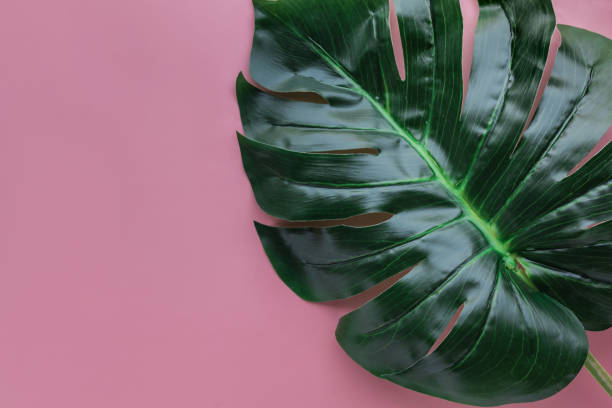 istock Tropical monstera leaves on color backgrounds.Botanical 935904368