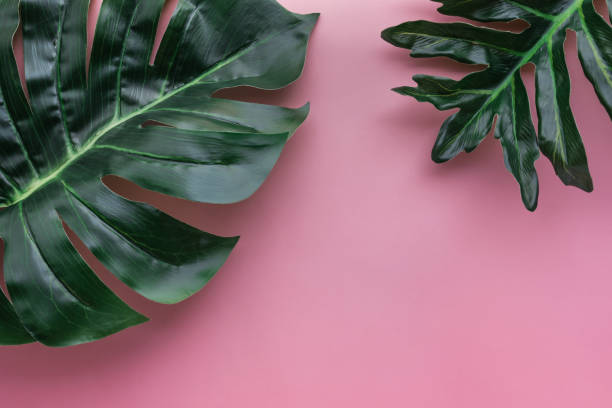 istock Tropical monstera leaves on color backgrounds.Botanical 935906400