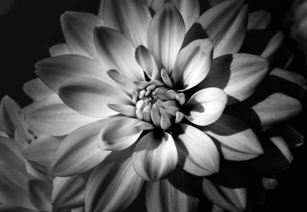 istock Single Beautiful Dahlia closed up with B&W color 935906566