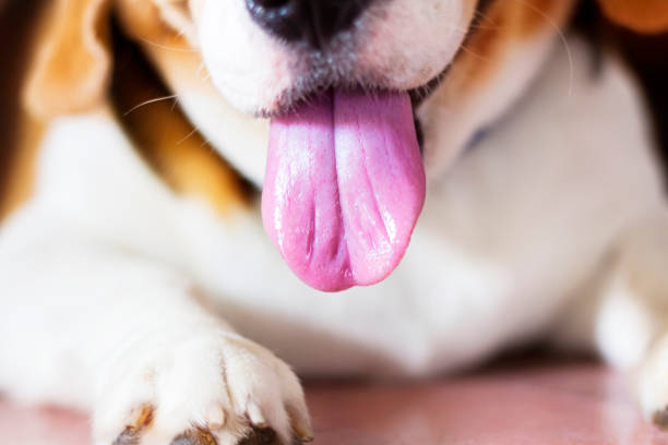 istock Photograph a tongue Beagle close-up. 935908966