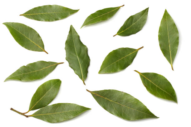 istock Laurel leaves isolated on a white background top view 935913876