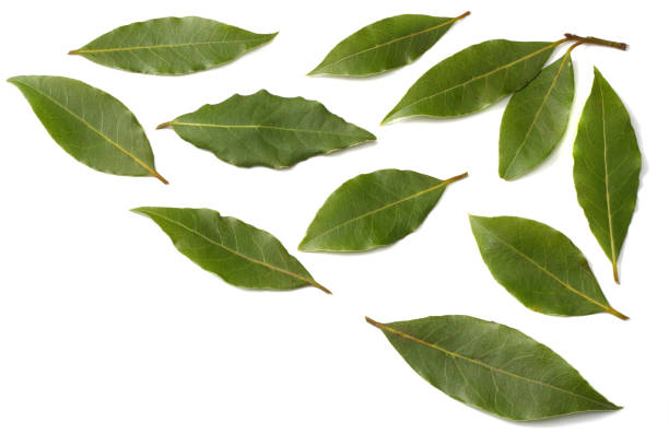 istock Laurel leaves isolated on a white background top view 935913880