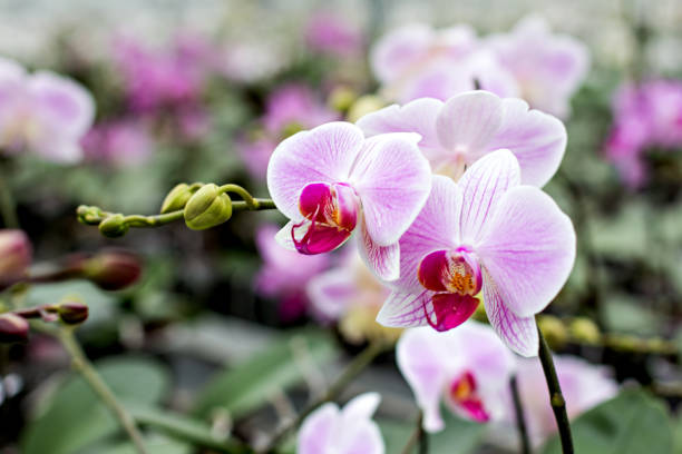 istock Beautiful white-pink orchid 935916598
