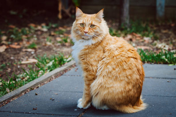 istock Ginger cat sitting on pavement making eye contact with the viewer 935918940