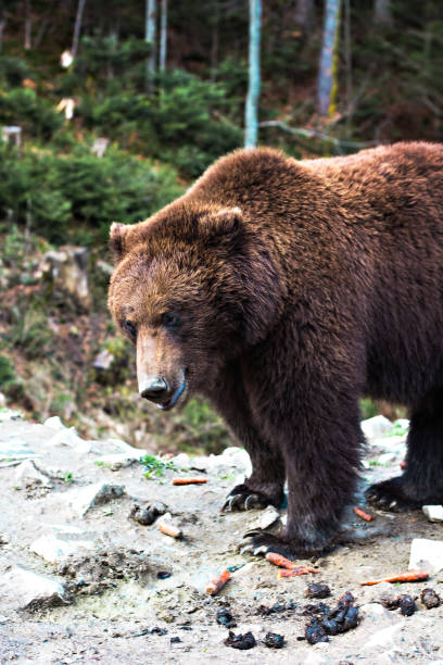 istock Brown bear in the reserve. 935918988