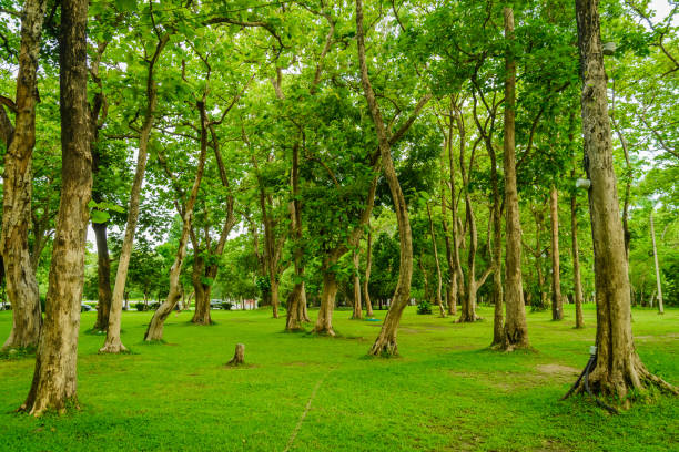 istock Beautiful green grassy area with  trees in a park. 935929968