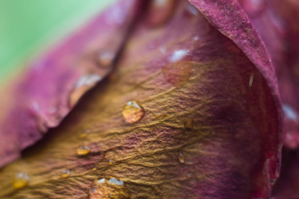 istock drop of water on a rose 935930028