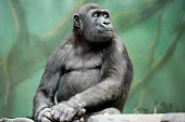 gorilla.jpg?b=1&s=170x170&k=20&c=9c6UEL1