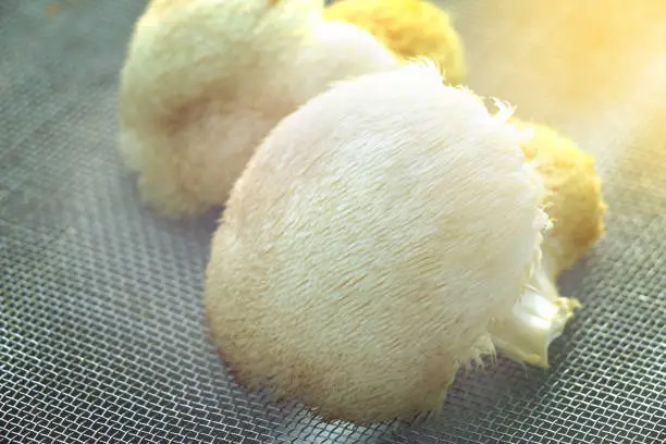 Photo of fresh monkey's head mushroom dried on grill by sunlight, ingredient of herb tea