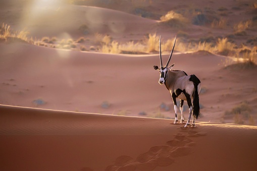 One oryx standing among red sand dunes turning to look at the camera, its footprints visible in the sand. Background desert grass lit by the sun.