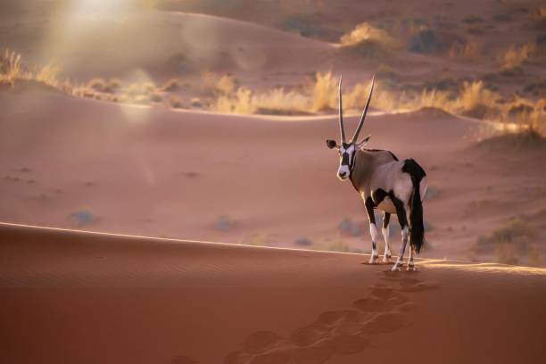 Solitary oryx (oryx gazella) standing still on the ridge of a sand dune, looking at the camera, while back lit with sunset light and lens flare. Sossusvlei, Namib Desert, Namibia. stock photo