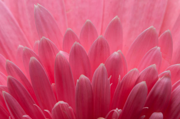 istock Flower of gerber daisy collection 935943080