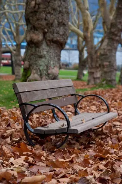 Leaves Fall Around a Bench in the Park in Autumn