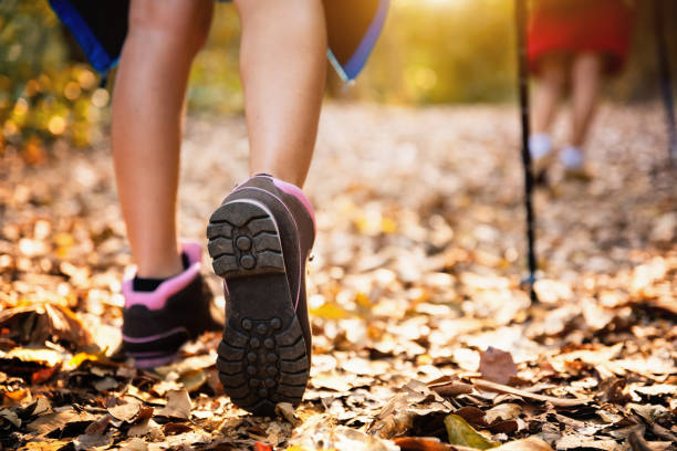 istock Hiking in the forest during summer. 935947836