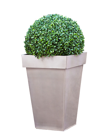 Assorted kitchen herbs in a planter on a countertop