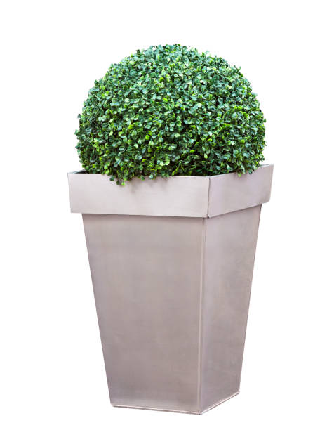 Decorative bush in a pot stock photo