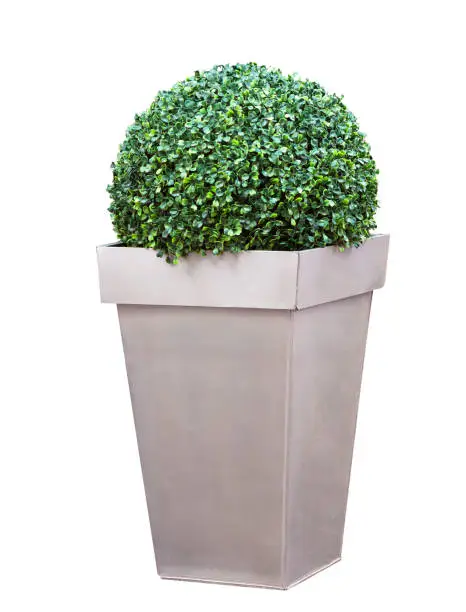 Decorative bush in a pot isolated over white