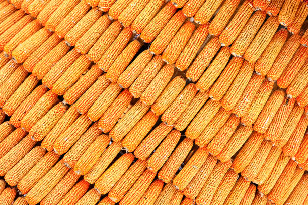 Background of corn on the cob