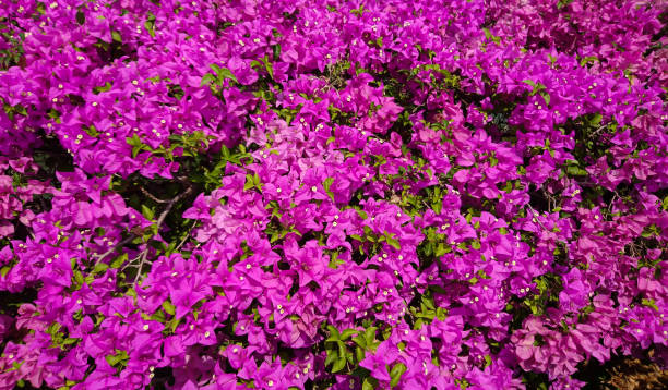istock Pink bougaville flower 935950688