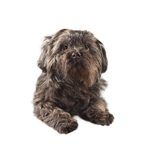 Toy dog. Black small dog - Bichon isolated on white