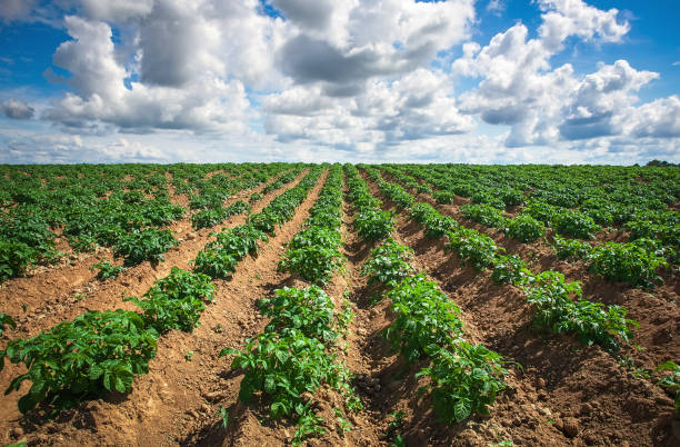 istock Agricultural landscape in the summer time. Rows on the field. 935963980