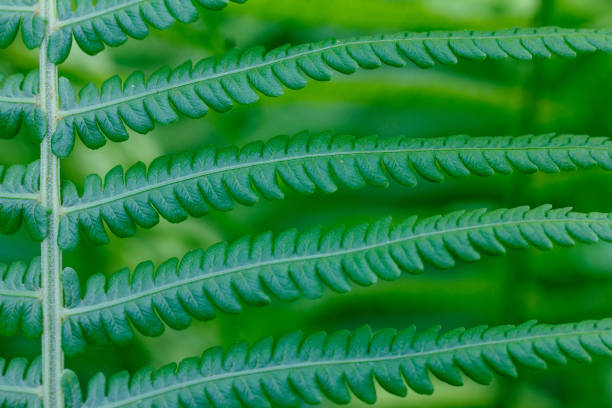 naturalne tło liści paproci (matteuccia struthiopteris), zbliżenie - fern new zealand macro frond zdjęcia i obrazy z banku zdjęć