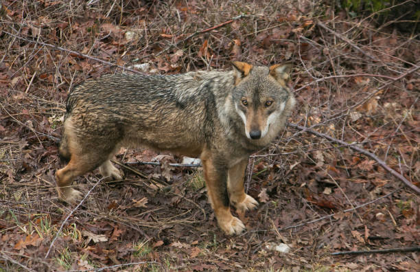 istock Wonderful wild gray wolf walking in the mountain 935966988