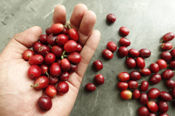 istock Close up of red berries coffee beans 935967156