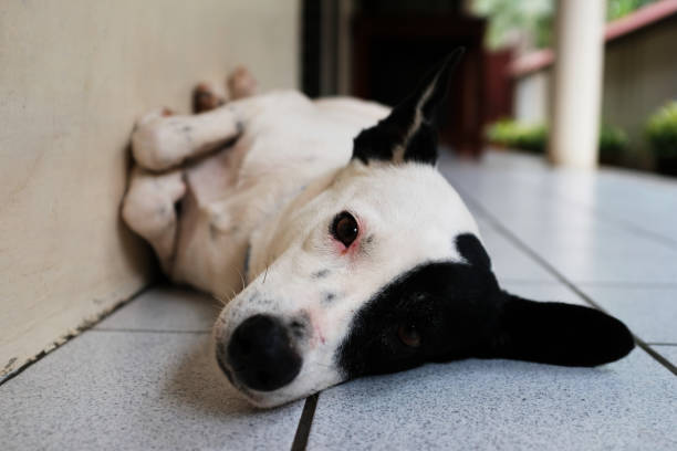 istock Dalmatian Dog Laying on the Floor 935971848