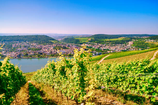 istock landscape view over Rheingau / river Rhein valley 935975436