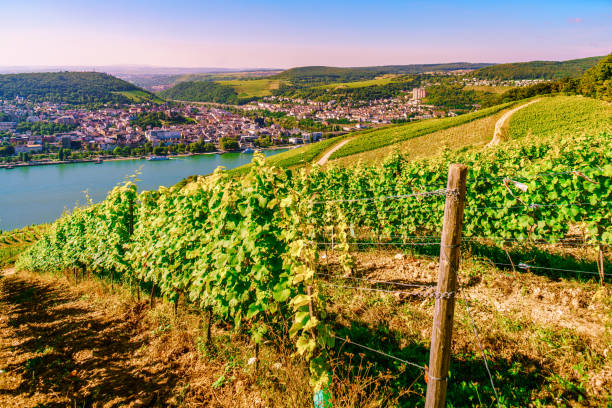 istock landscape view over Rheingau / river Rhein valley 935975530