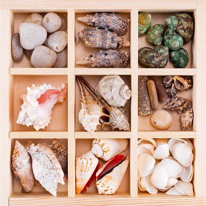 Many various shells and stones in the cells of the wooden box