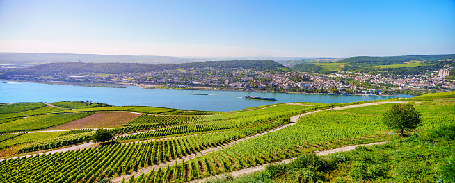 Beautiful landscape view over Rhein-valley with vineyards and rows of grapeyards with river Rhein in the backgound and the city of Bingen at the famous wine growing area Rheingau, Germany.