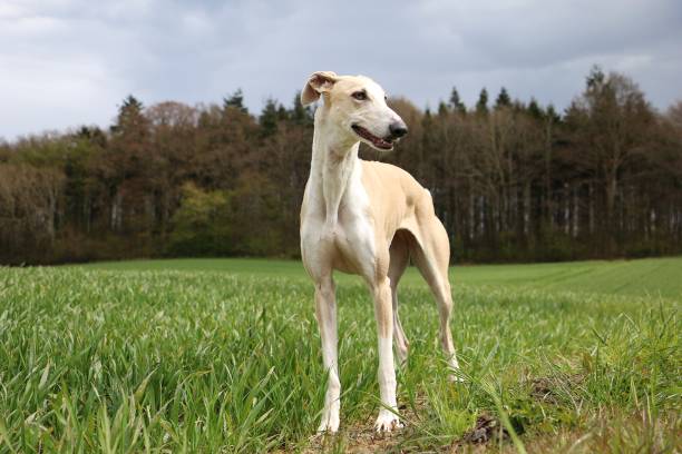 Greyhound portrait in the garden Greyhound stands in the garden greyhound stock pictures, royalty-free photos & images