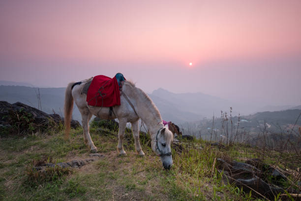 Horse eating grass on Pha tang hill with beautiful twilight sky at sunset
