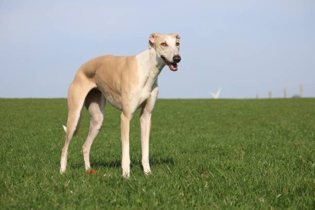 istock Greyhound portrait in the garden 935983392